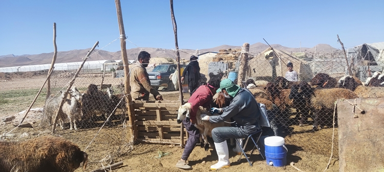 اتمام طرح مایه کوبی تب برفکی در دام سبک و سنگین در شهرستان دهاقان