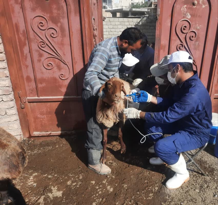 واکسیناسیون رایگان بیش از 82 هزار راس دام سبک علیه بیماری آبله در شهرستان چادگان