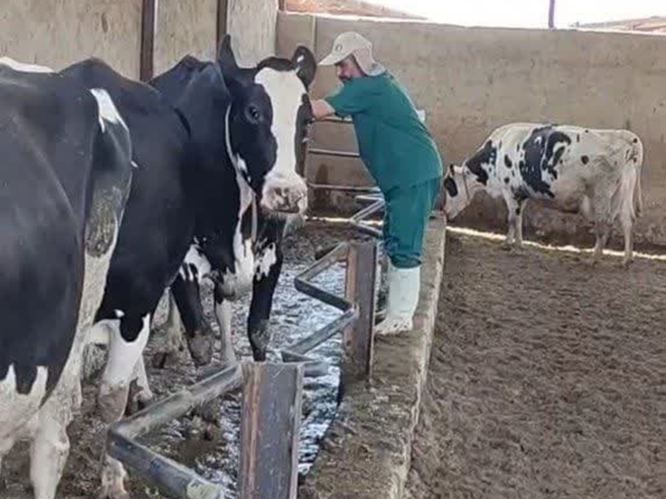 شناسایی و کشتار 6 راس دام مبتلا به سل در خمینی شهر