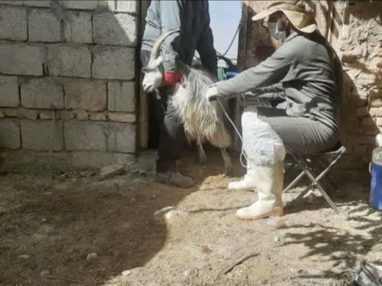 واکسیناسیون بیش از ۹۸ هزار راس دام سبک علیه بیماری آبله در شهرستان چادگان