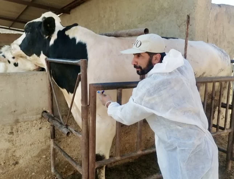 انجام عملیات تست سل در بیش از 4 هزار و 800 راس دام سنگین شهرستان نجف آباد