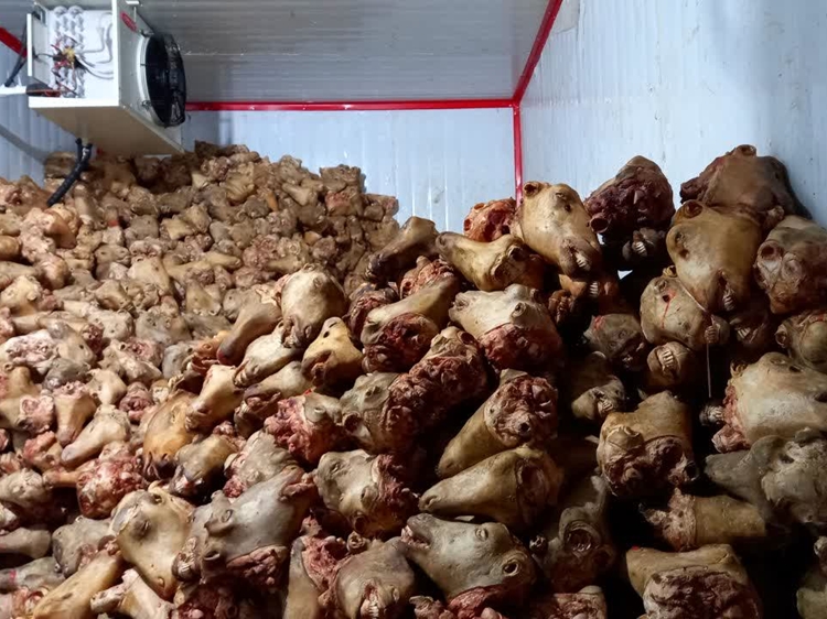 توقیف بیش از 13 تن کله پاچه و آلایش خوراکی دامی فاقد هویت در شهرستان اصفهان