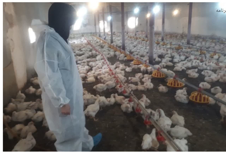 نظارت بهداشتی دامپزشکی بر تولید 2 میلیون و 200 هزار قطعه مرغ گوشتی در شهرستان لنجان 