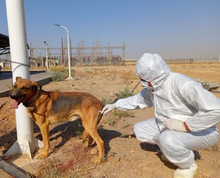 واکسیناسیون رایگان یک هزار 463 قلاده سگ علیه بیماری هاری در شهرستان اصفهان
