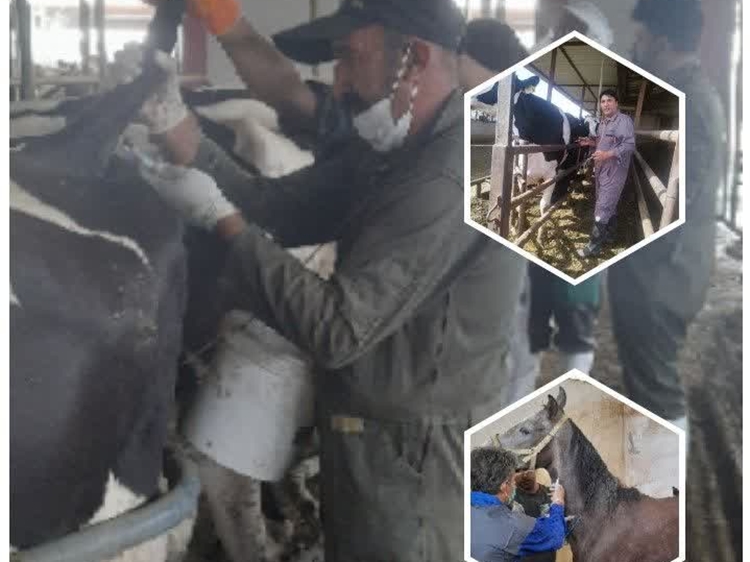  ثبت ۱۴ هزار و 257 عملیات مراقبت از بیماری های مشترک بین انسان و دام در شهرستان برخوار