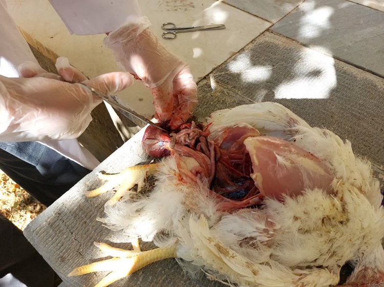 بازدید و پایش روزانه مرغداری‌های شهرستان خوانسار توسط شبکه دامپزشکی این شهرستان 