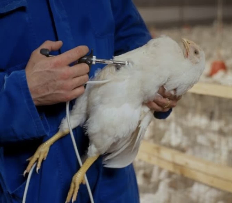 تزریق نزدیک به  یک میلیون 500 هزار دز واکسن آنفلوانزای فوق حادپرندگان در شهرستان نجف آباد