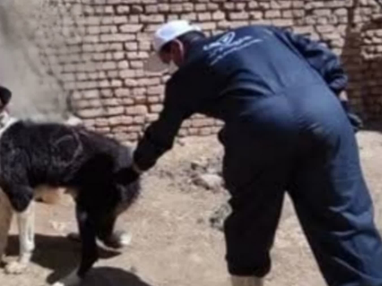 واکسیناسیون رایگان بیش از ۸۵۰ قلاده سگ علیه بیماری هاری در شهرستان چادگان 