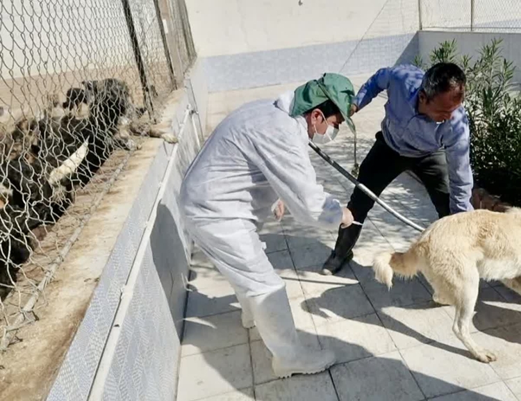 واکسیناسیون رایگان بیش از 900 قلاده سگ علیه بیماری هاری در شهرستان نجف آباد