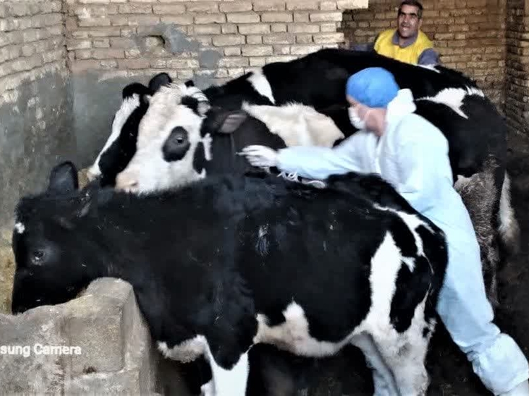 واکسیناسیون بالغ بر 125 هزار راس دام سبک و سنگین علیه بیماری های دامی در شهرستان لنجان 