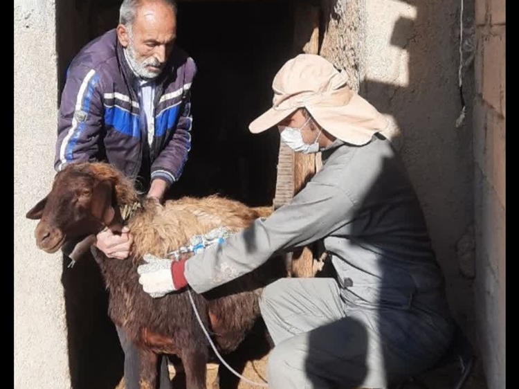 واکسیناسیون رایگان بیش از 128 هزار راس دام سبک علیه بیماری ppr در شهرستان چادگان