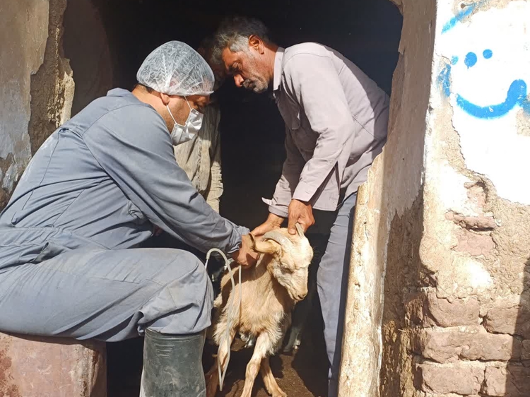 واکسیناسیون بیش از 60 هزار رأس دام سبک علیه بیماری های آبله و شاربن در شهرستان کاشان 