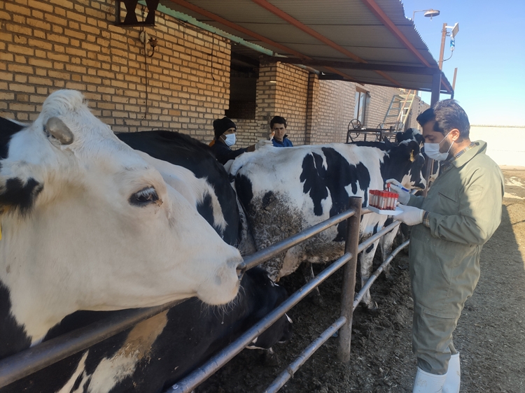 نمونه گیری سرمی بیماری بروسلوز در نزدیک به 5 هزار رأس گاو دامداری های صنعتی شهرستان شهرضا 