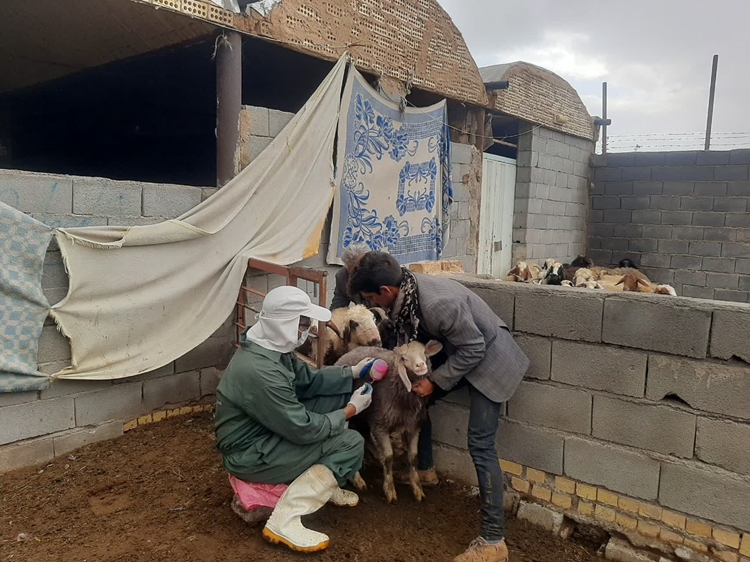 واکسیناسیون بالغ بر210 هزار نوبت سر دام در شهرستان شهرضا