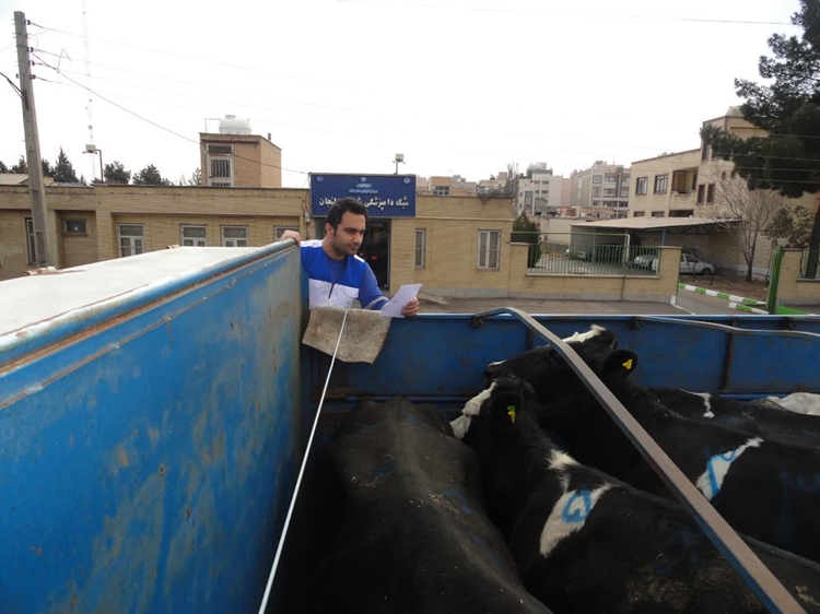 نظارت بر تامین و انتقال بالغ بر 2 هزار و 900 راس دام زنده به کشتارگاههای کشور در شهرستان لنجان