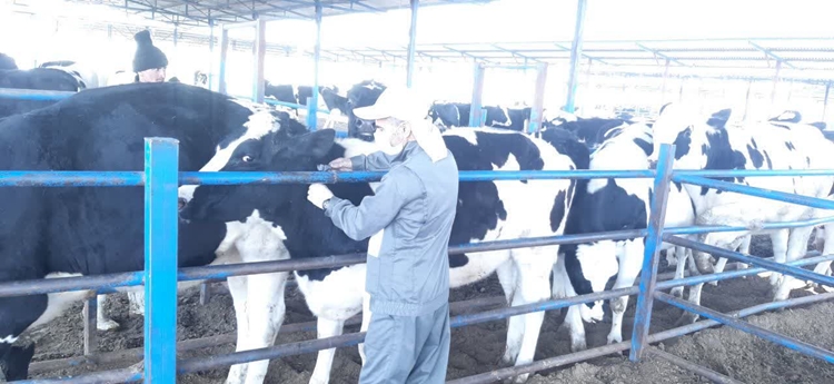 انجام عملیات تست سل نزدیک به 34 هزار راس گاو در شهرستان اصفهان