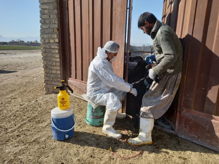 واکسیناسیون 42 هزار راس دام سبک و سنگین علیه بیماری بروسلوز در شهرستان اصفهان