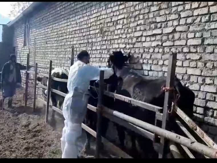 واکسیناسیون بالغ بر 41 هزار راس دام سبک و سنگین علیه بیماری تب برفکی در شهرستان خوانسار