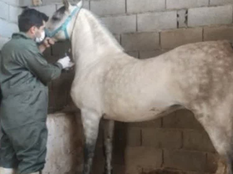 پایش بیماری مشمشه و واکسیناسیون شاربن در جمعیت اسب های پرورشی شهرستان خمینی شهر