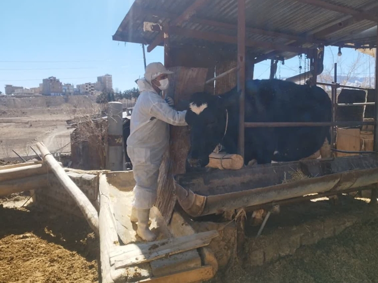 واکسیناسیون بیش از ۴۸ هزار رأس دام سبک و سنگین علیه بیماری تب برفکی در شهرستان لنجان