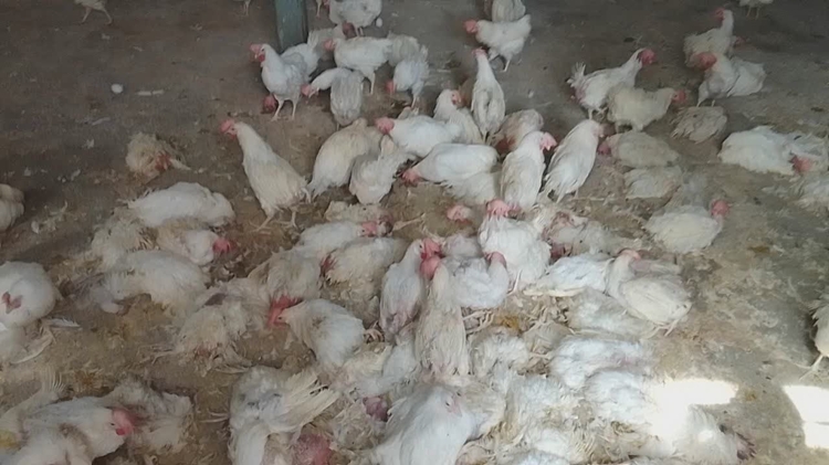 شناسایی و توقیف ۶ هزار قطعه مرغ زنده در شهرستان خمینی‌شهر