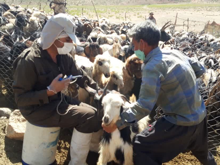 اجرای عملیات سم‌پاشی و واکسیناسیون دام و طیور در روستای حوض‌ماهی شهرستان مبارکه