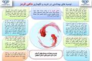 توصیه های بهداشتی در خرید و نگهداری ماهی قرمز